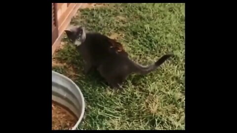 How To Avoid Cats