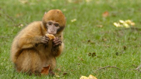 Best Monkey Moments