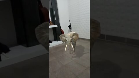Vídeo de Animação Gratis #shorts