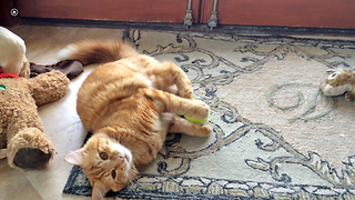 Jack the Cat plays with tennis ball and squirrel