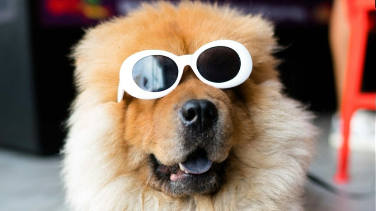 Funny Animal video 2024