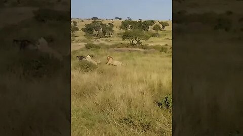 #nature #wildebeest #wildbeest #serengeti #lion