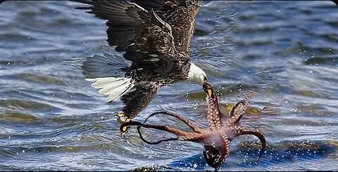 Eagle DIES While Hunting Octopus in Ocean