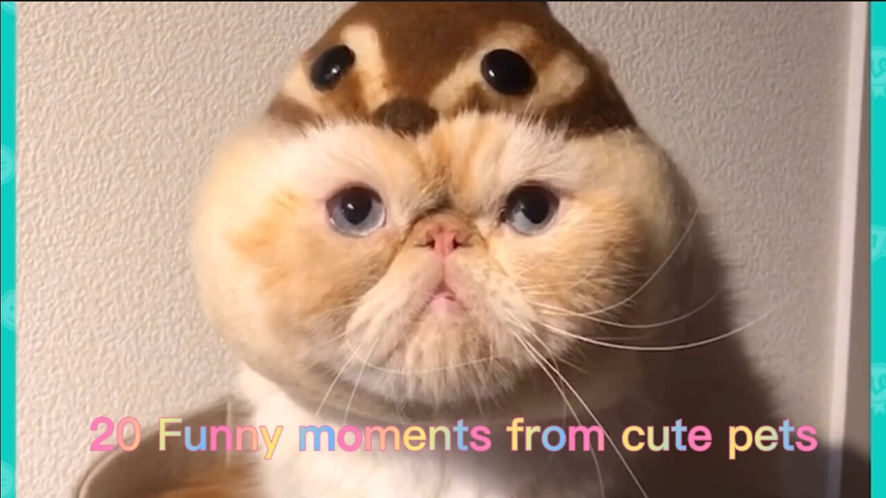 20 Funny moments from cute pets