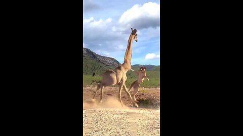 super Animal 🐅🦁🐫shorts video