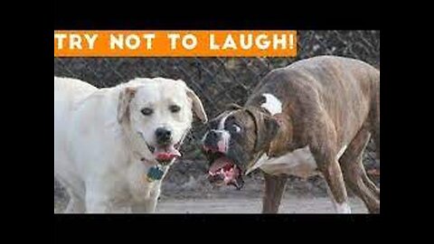 Funny animal videos