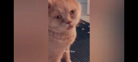 Funny Cats and Dogs Compilation 🤣