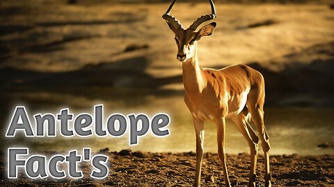 Amazing Facts About Antelope.