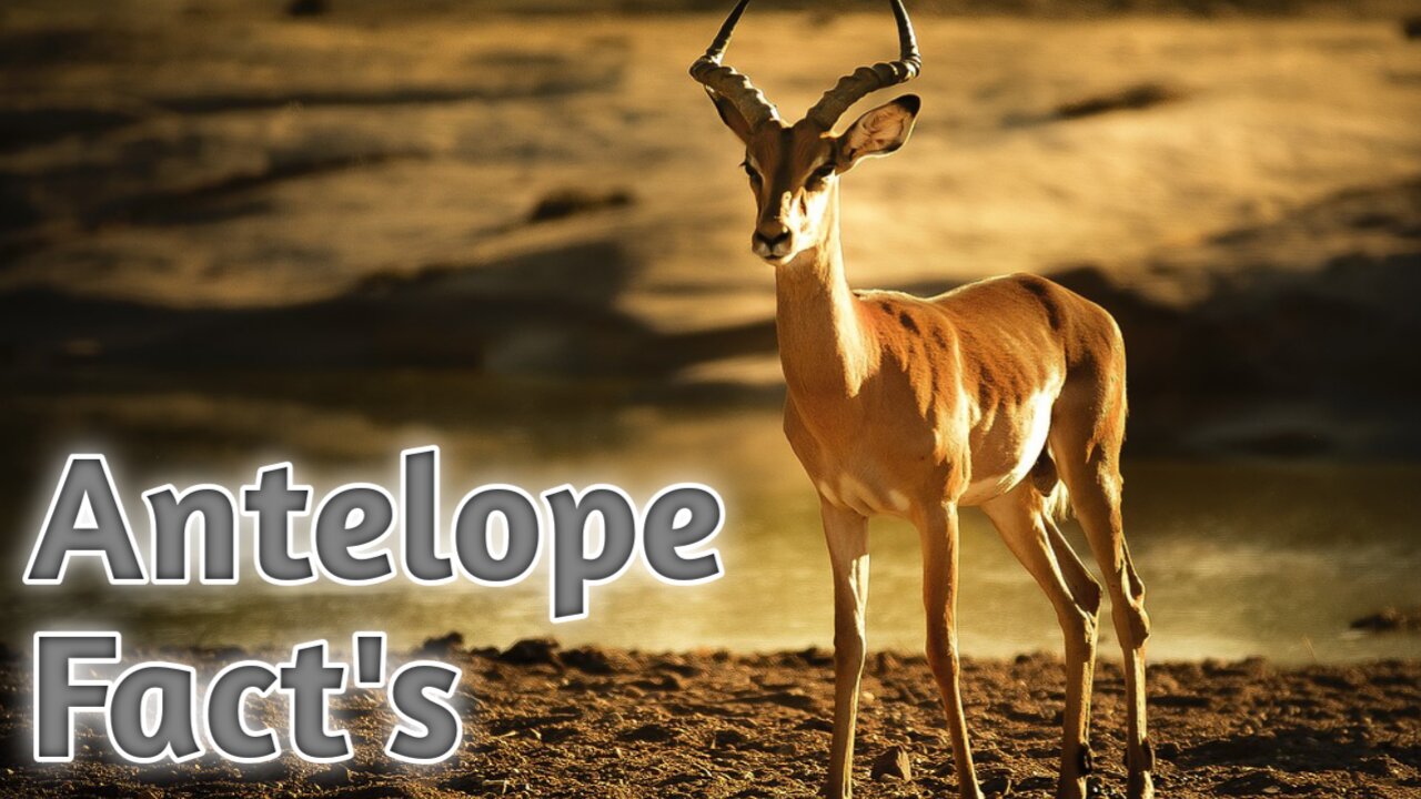 Amazing Facts About Antelope.