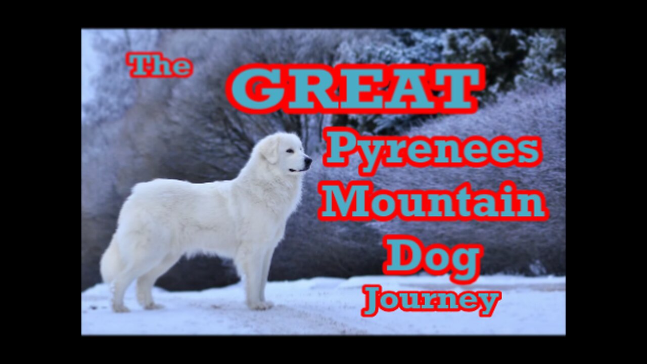 The Great Pyrenees Journey #1: The Puppies Arrive