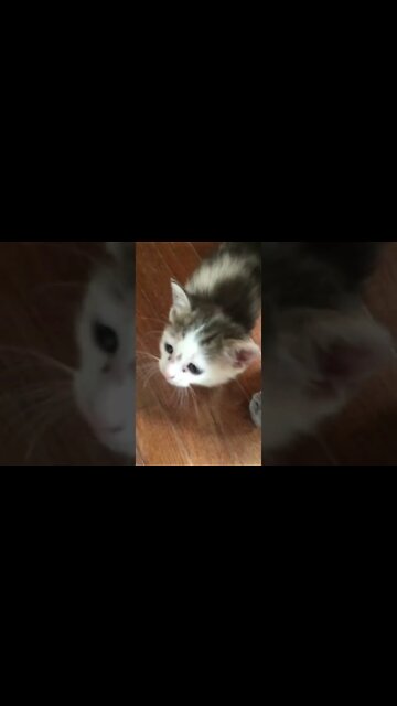 Adorable Meowing Kitten Wants My Attention! (2022) #Shorts 😻