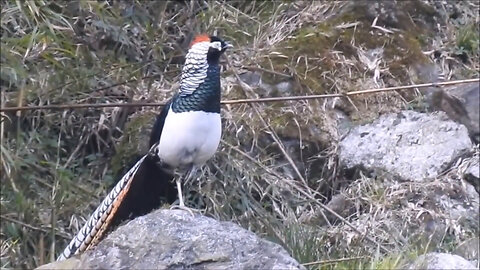 Beautiful Golden Pheasants and Wading Birds - Episode 02