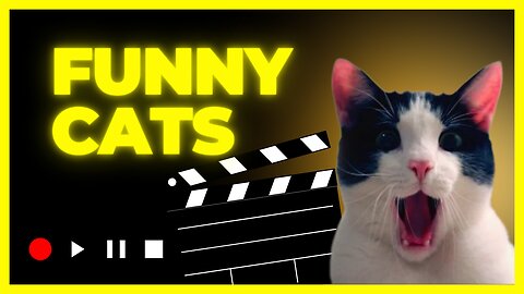 Funny Cats