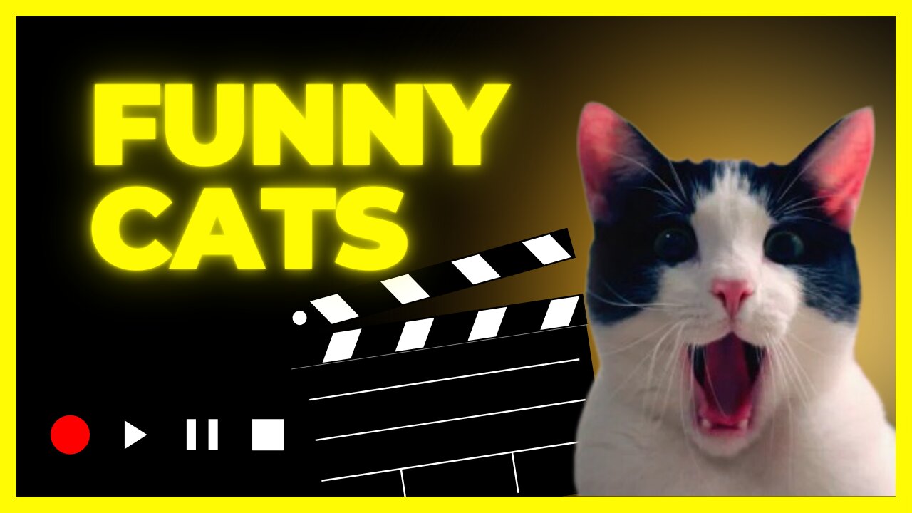 Funny Cats