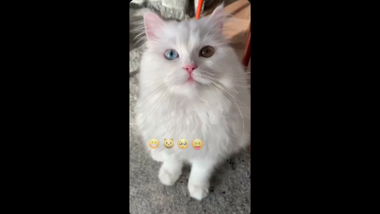 Emoji challenge cat | Funny cat | White Persian cat | Popular cats of TikTok