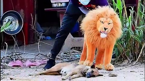 Troll Prank Dog Funny & fake Lion and Fake Tiger Prank To dog & Huge Box Prank to dog