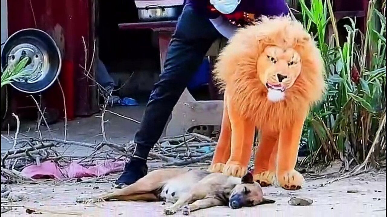 Troll Prank Dog Funny & fake Lion and Fake Tiger Prank To dog & Huge Box Prank to dog