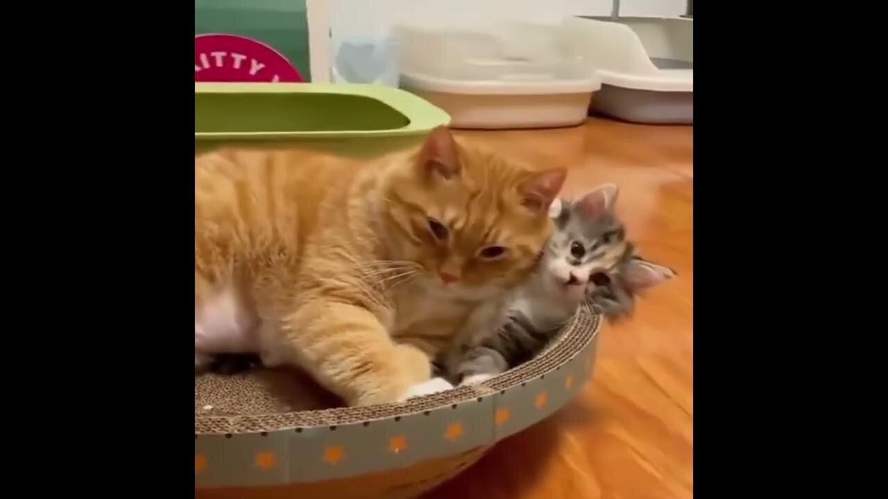 Funny Cat Videos 2023 | Funniest Animal Videos 2023