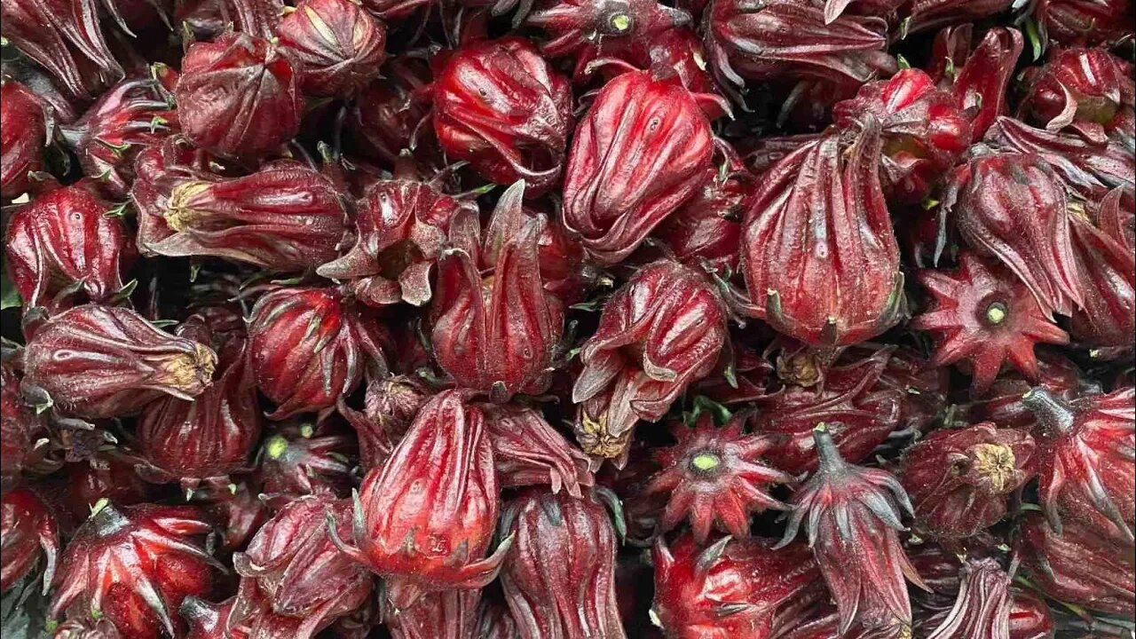 Roselle Hibiscus Harvest - Growing in the Garden