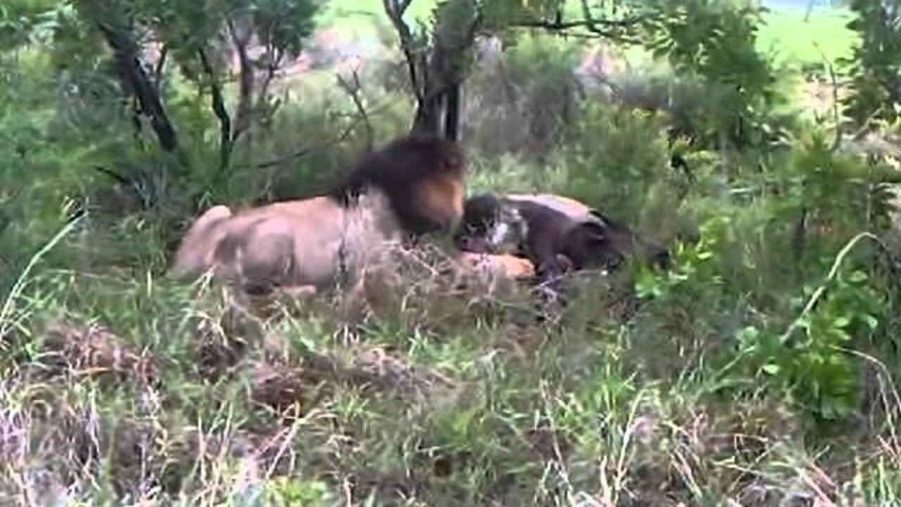 Mapogo Coalition Of Lions Having A Snack! (direct upload)