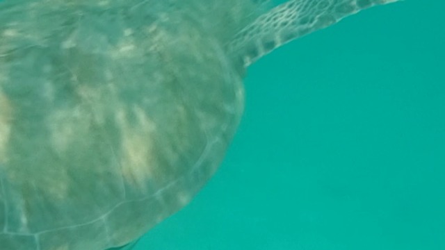 SEA TURTLE CLOSE ENCOUNTER!