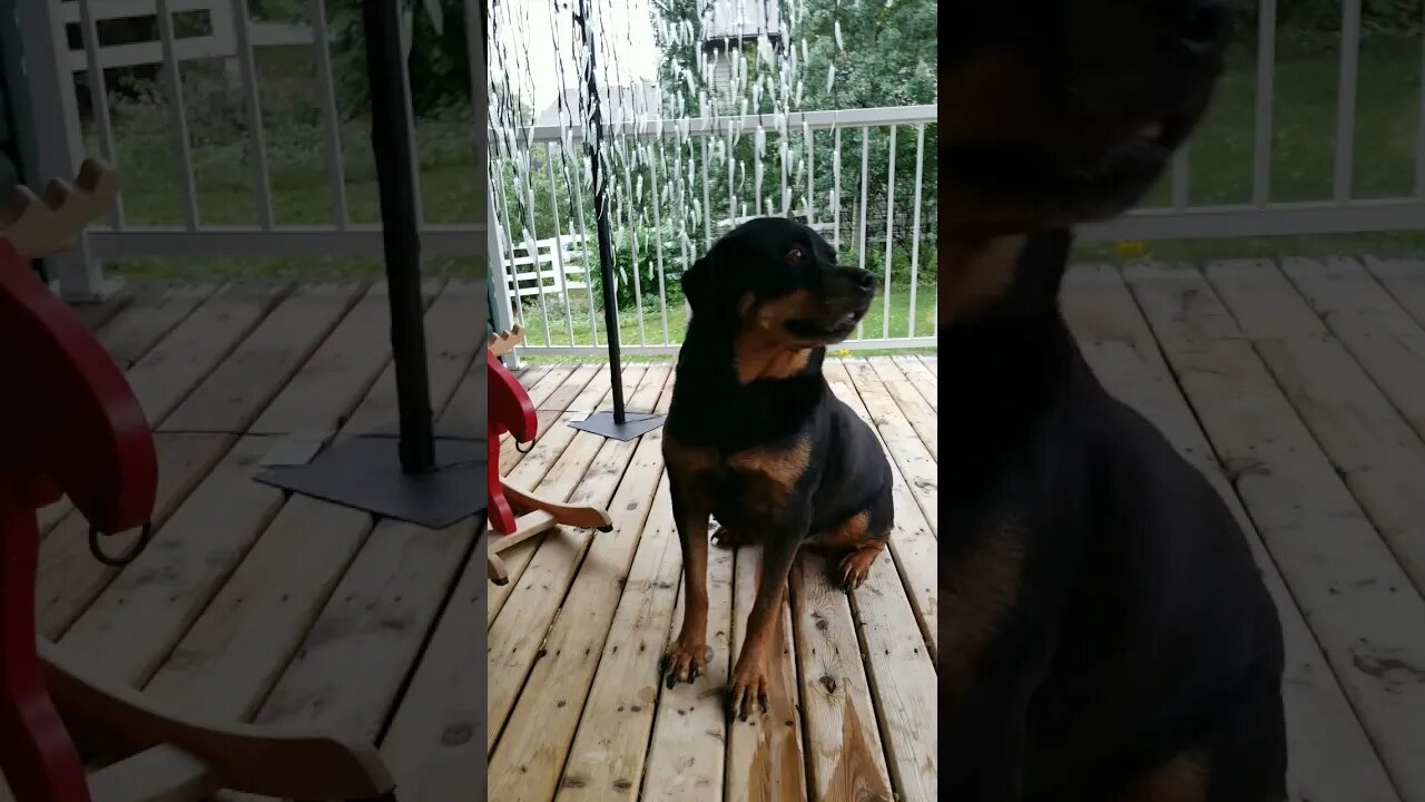 Rottweiler Can't Get No satisfaction #Shorts #rottweiler 💖