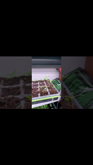 How are my transplants doing