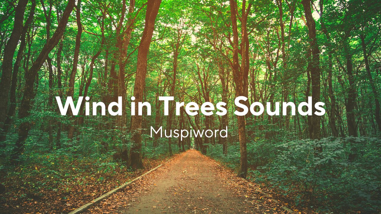 Wind in Trees Sounds for Stress Relief or Sleeping