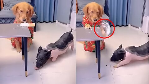 This is a very clever dog | Dog and the Pig