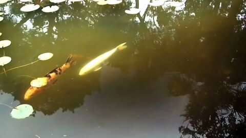 colorful carp swimming in a pond