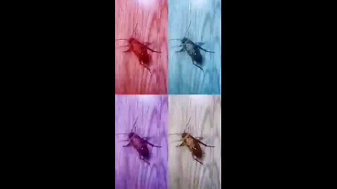 Dancing cockroach 🪳😱🔥