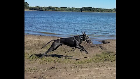 Great Dane running at the lake