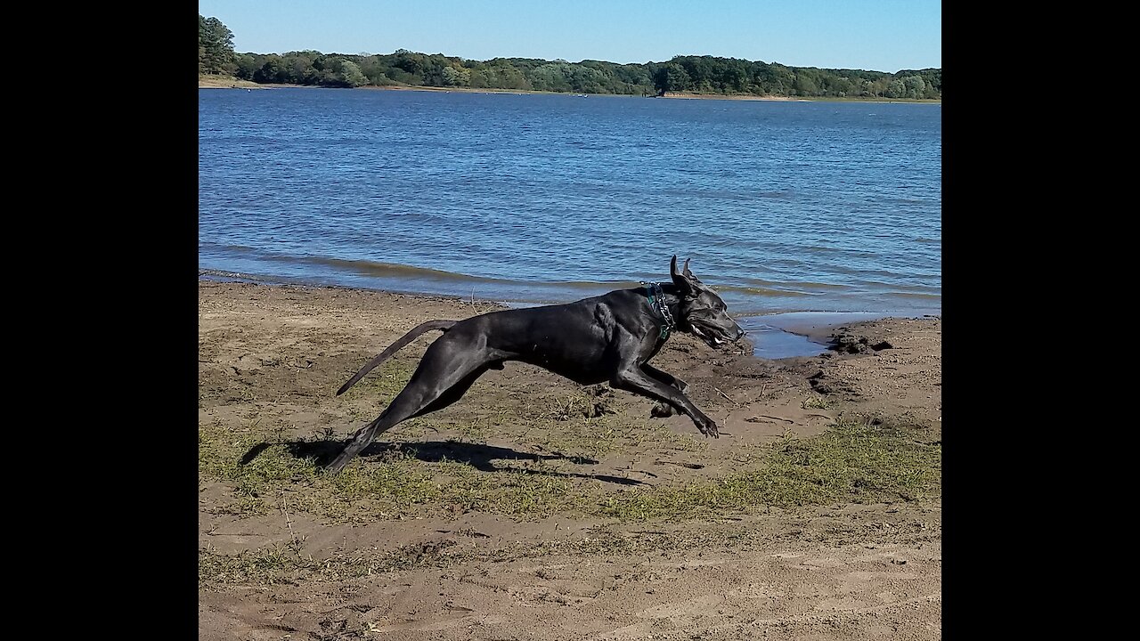 Great Dane running at the lake