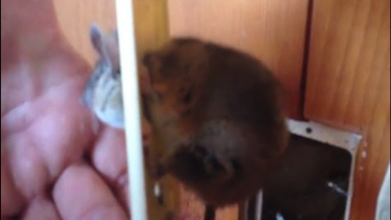 Guy Rescues Kangaroo Rat Stuck In Socket