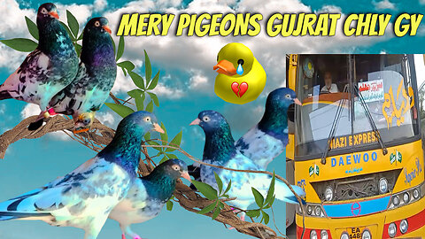 MERY PIGEONS GUJRAT CHLY GY