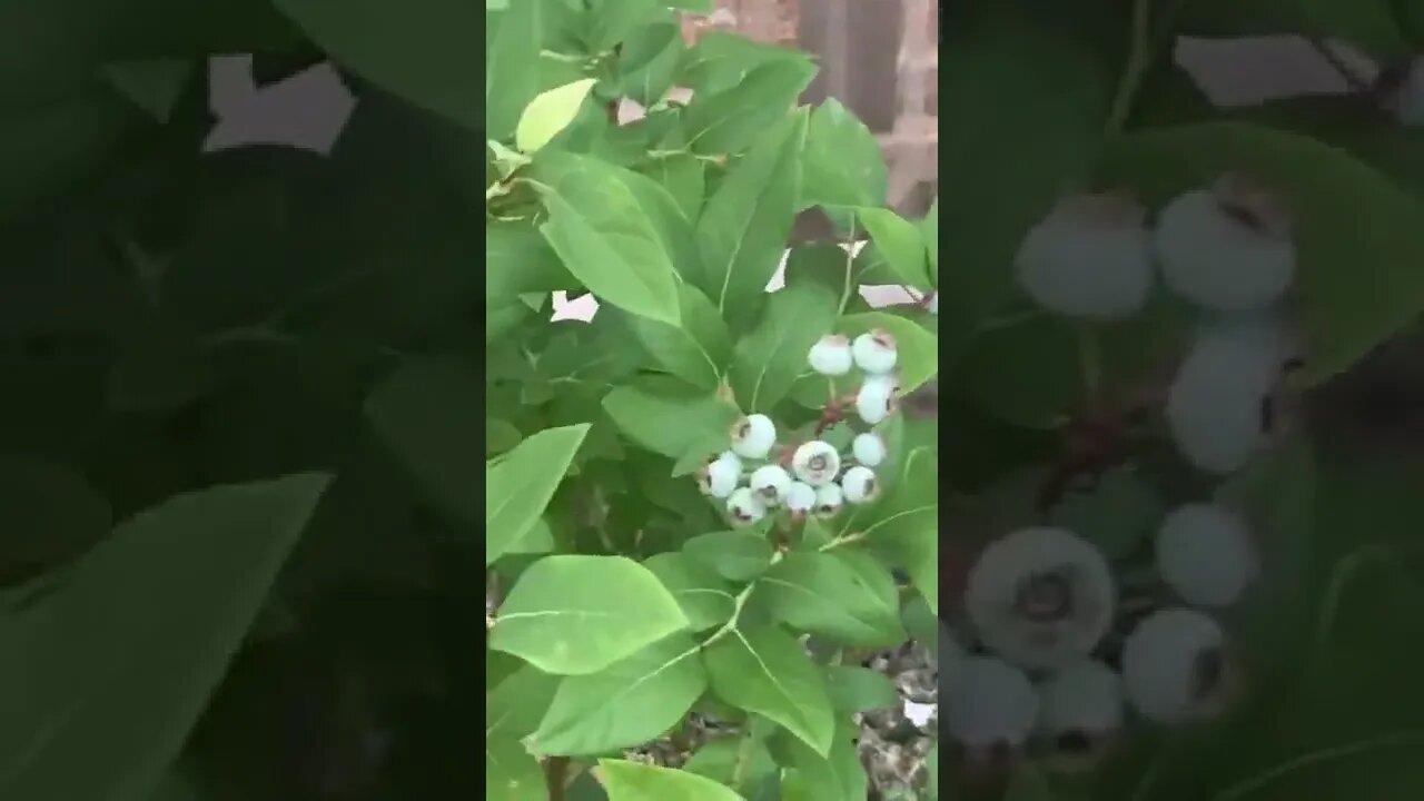 Garden update 18: pumpkins are 🔥