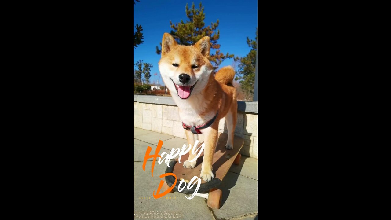 Happy doggy play with skateboard