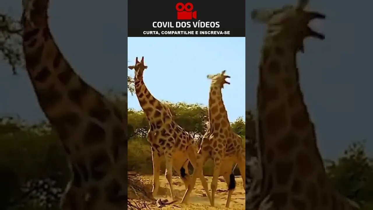 o duelo das girafas