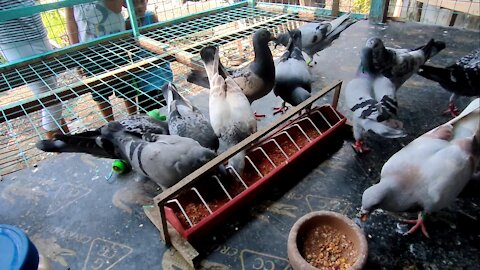 Feeding my Racing Pigeons