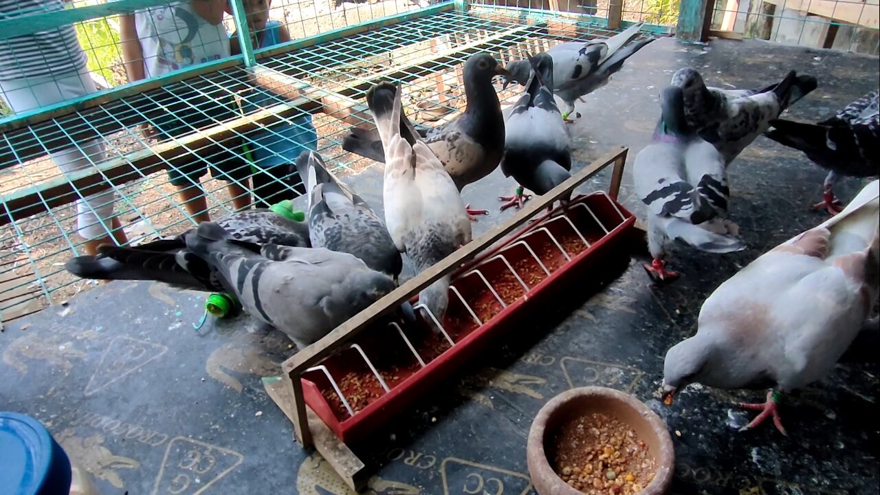 Feeding my Racing Pigeons