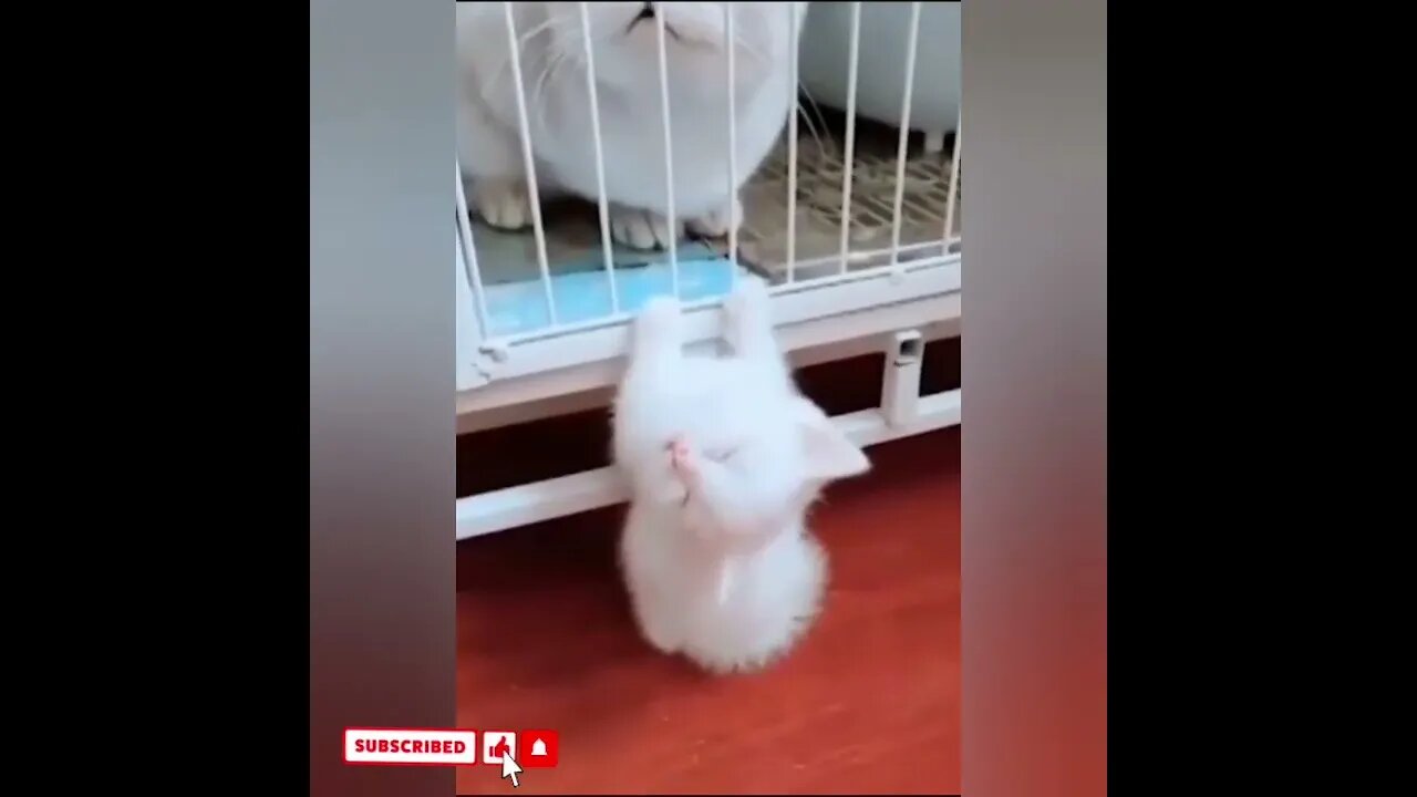 cute cat videos 😹 funny videos 😂1608