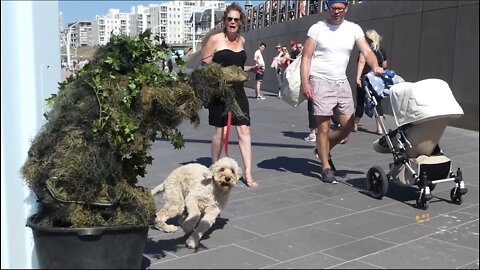 Poor dog! this incident will always be in its memory! | Bushman Prank