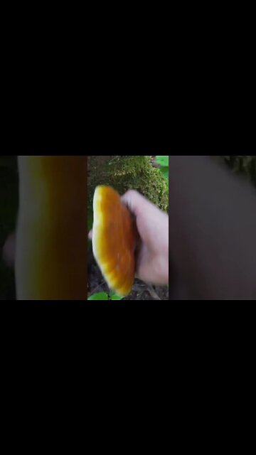 Foraging this Shiny Mushroom in the woods. Bushcraft / Survival Skills