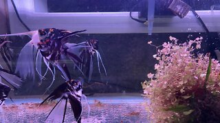 Friday live stream Part two