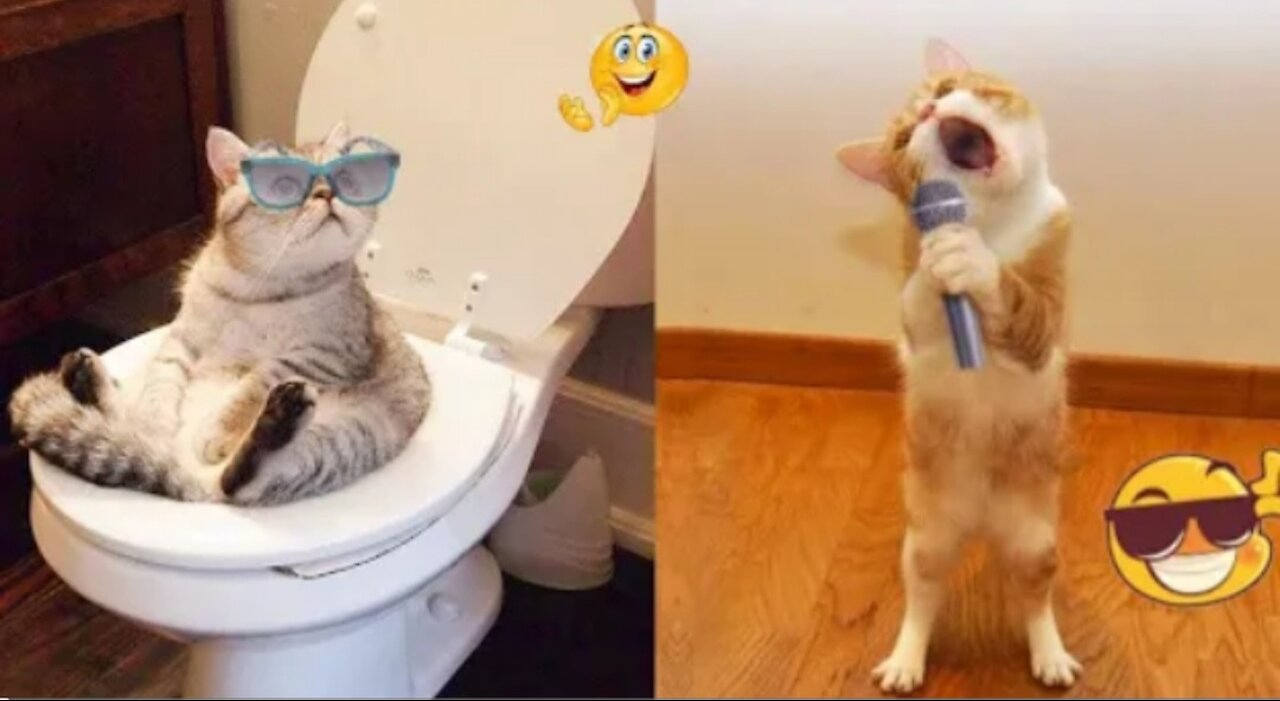 Funny cats and dogs