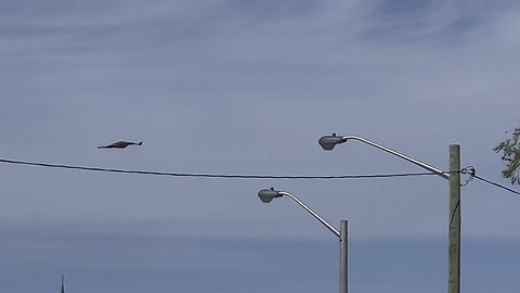 Tracking a couple of Rough-Legged Hawks