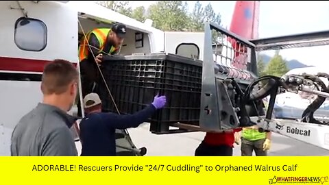 ADORABLE! Rescuers Provide "24/7 Cuddling" to Orphaned Walrus Calf