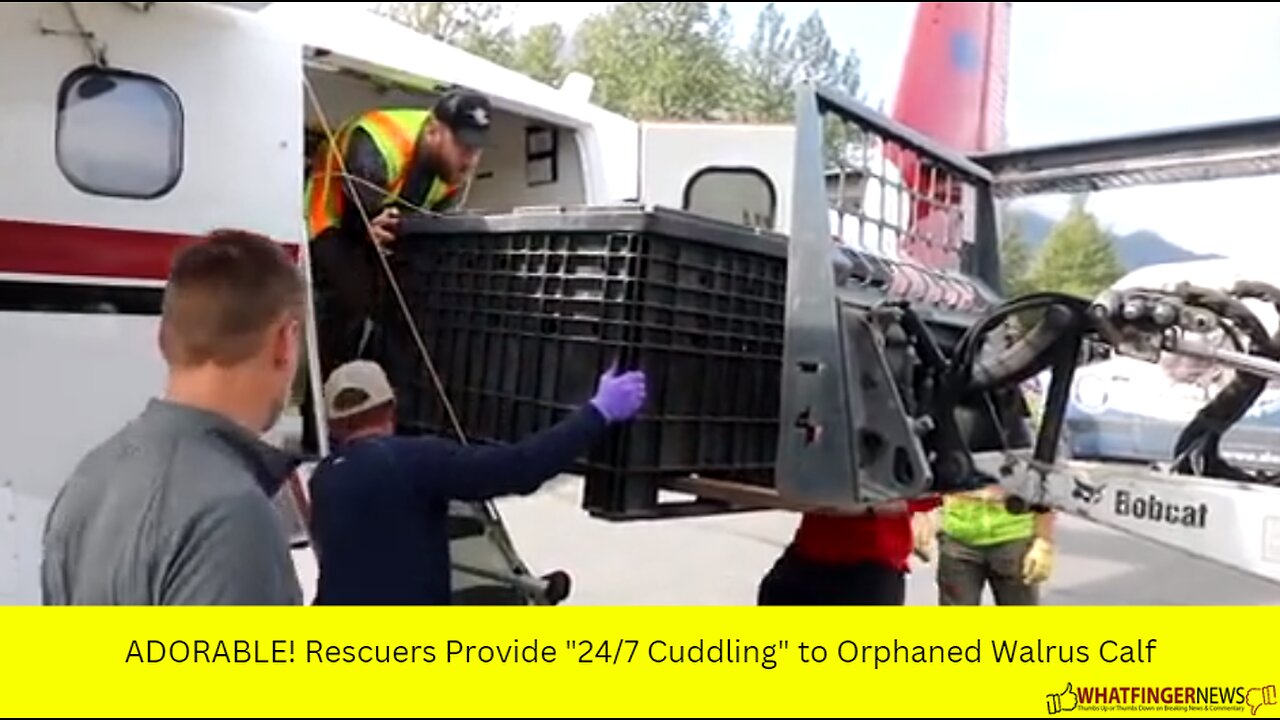ADORABLE! Rescuers Provide "24/7 Cuddling" to Orphaned Walrus Calf