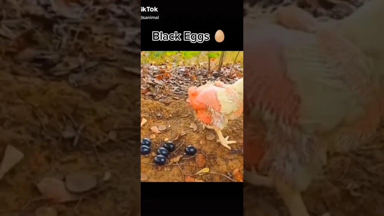 Hen is giving black eggs😳😳