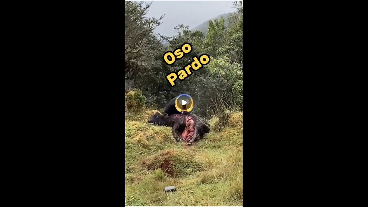 Oso Pardo